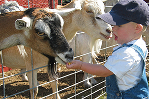 Flamig Farm Children's Programs
