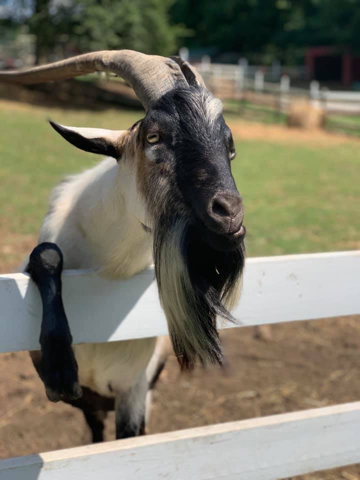 billy goat beard